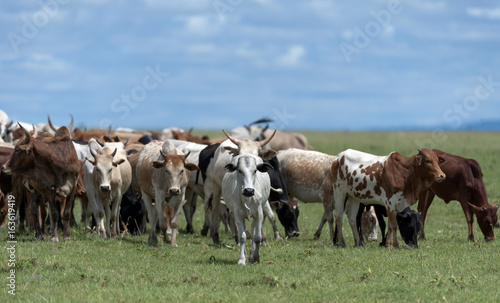Herd of african cattle grazing on Masai Mara plains, Masai Mara, Kenya, Africa