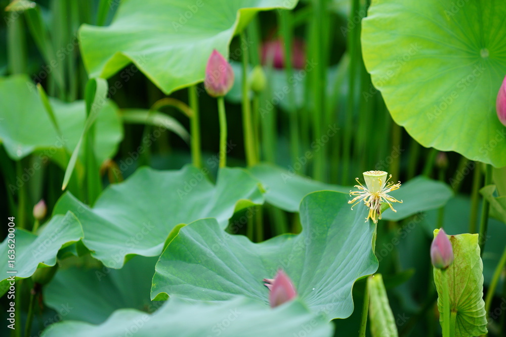 활짝 피어 있는 연 꽃 (View of a blooming lotus flower over leaves) 활짝 피어 있는 연 꽃 (View of a blooming lotus flower over leaves)