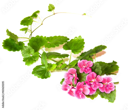 Composition of fresh green leaves of the ground cover and bright pink flowers of geranium