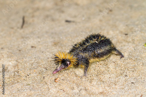Canvas-taulu The lowland streaked tenrec (Hemicentetes semispinosus) in Madagascar
