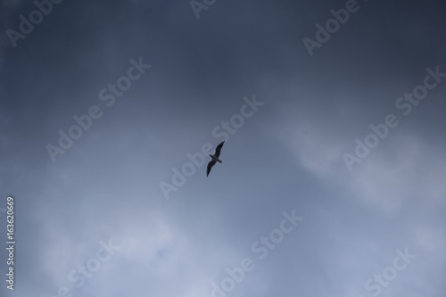 seagull flies on the sky by the sea