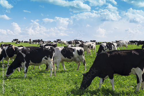 Cows grazing on a green field