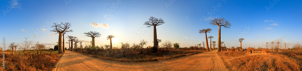 Naklejka premium Piękna panorama 360 stopni o zachodzie słońca przy alei baobabów na Madagaskarze