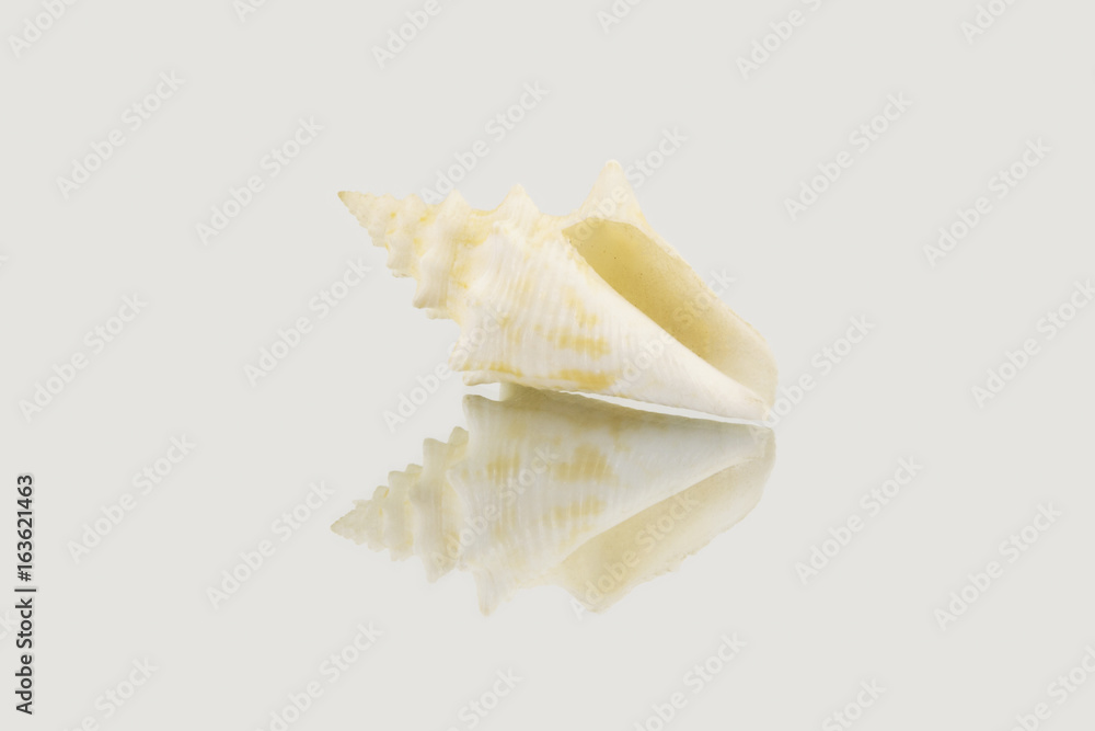 Beautiful sea shell,Polygonus Latirus, isolated on mirror background Beautiful sea shell,Polygonus Latirus, isolated on mirror background