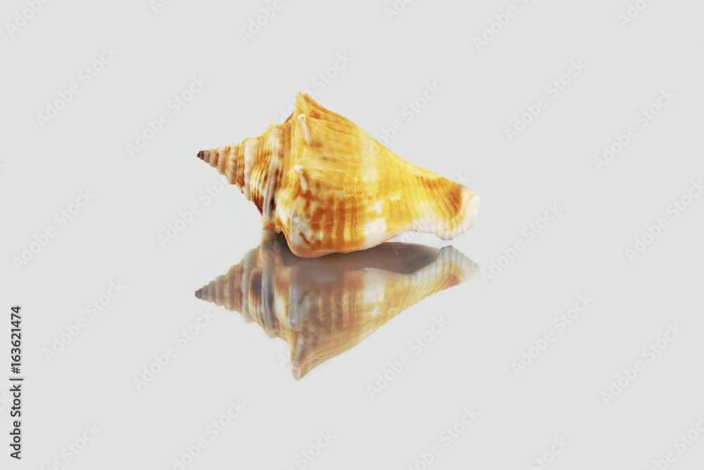 Beautiful sea shell,polygonus Latirus , isolated on mirror background Beautiful sea shell,polygonus Latirus , isolated on mirror background