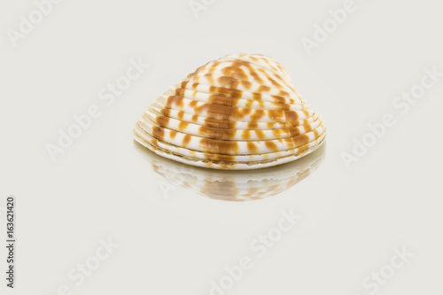 Beautiful sea shell,Chione paphia, isolated on mirror background photo