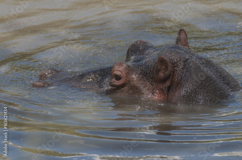 Hippopotamus head just above water with big eye visible and ears pointing up, looking left. Masai Mara, Kenya, Africa