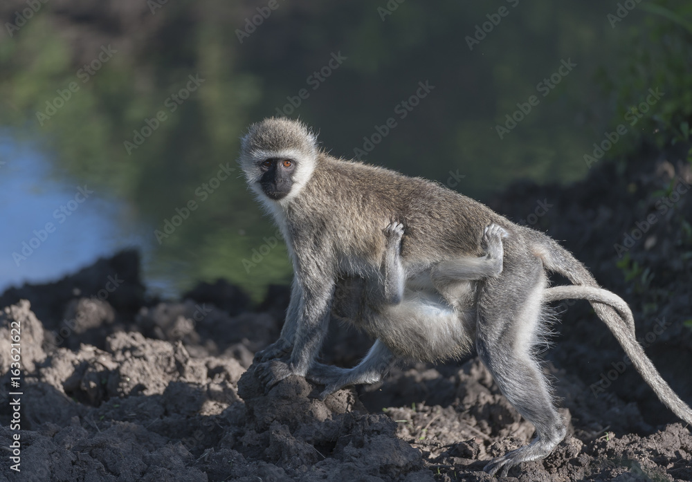 Vervet Monkey mother, (Chlorocebus pygerythrus  ) walking over rocks with baby clinging on underneath, Looking towards camera, Masai Mara, Kenya