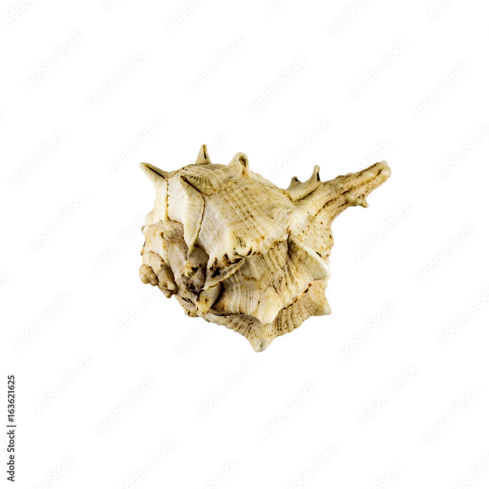 Beautiful sea shell,Drupa rubusidaeus, isolated on white background For posters, sites, business cards, postcards, interior design, labels and stickers. Beautiful sea shell,Drupa rubusidaeus, isolated on white background For posters, sites, business cards, postcards, interior design, labels and stickers.
