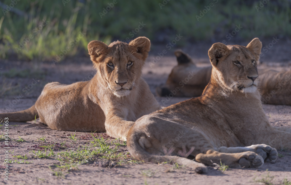 Lion cub, sitting in afternoon sun, staring at camera. and another cub looking to the right. Masai Mara, Kenya, Africa Lion cub, sitting in afternoon sun, staring at camera. and another cub looking to the right. Masai Mara, Kenya, Africa