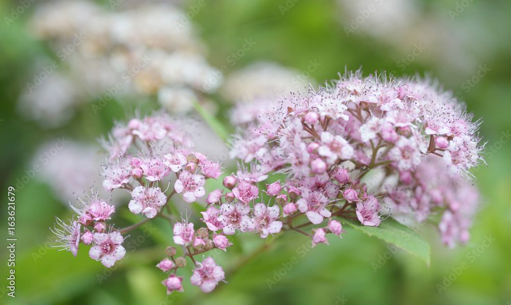 A branch of beautiful pink and white flowers. Spiraea japonica (Japanese spirea) A branch of beautiful pink and white flowers. Spiraea japonica (Japanese spirea)