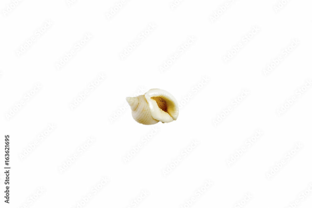 Beautiful sea shell,lunella cinerea, isolated on white background For posters, sites, business cards, postcards, interior design, labels and stickers. Beautiful sea shell,lunella cinerea, isolated on white background For posters, sites, business cards, postcards, interior design, labels and stickers.