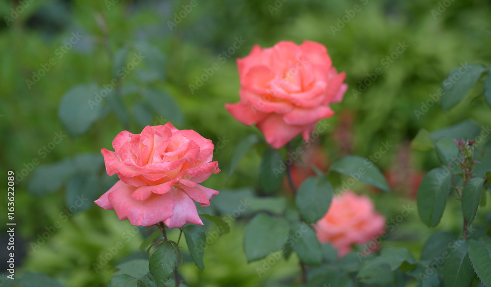 Bright coral rose blossoming on natural green background. Isolated focus Bright coral rose blossoming on natural green background. Isolated focus