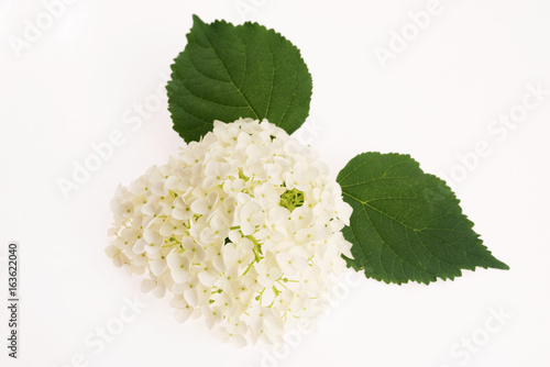 White hydrangea