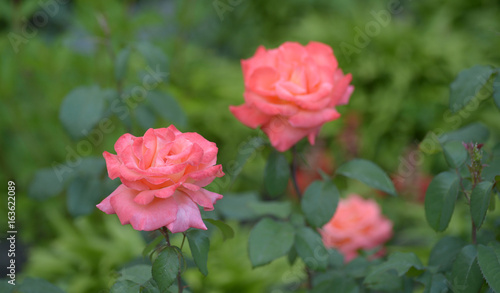 Bright coral rose blossoming on natural green background. Isolated focus