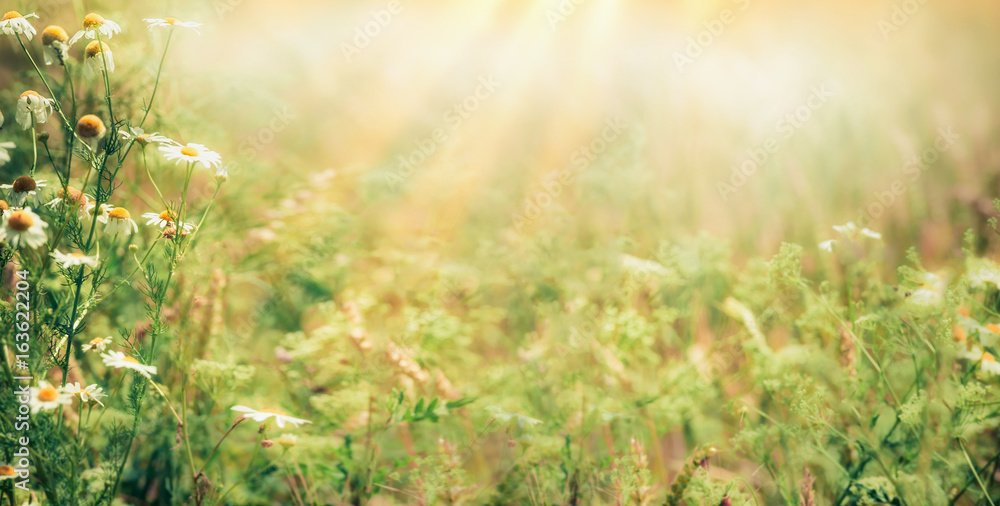 Beautiful  late summer outdoor nature background with Wild herbs and flowers on meadow  with sunbeams, banner