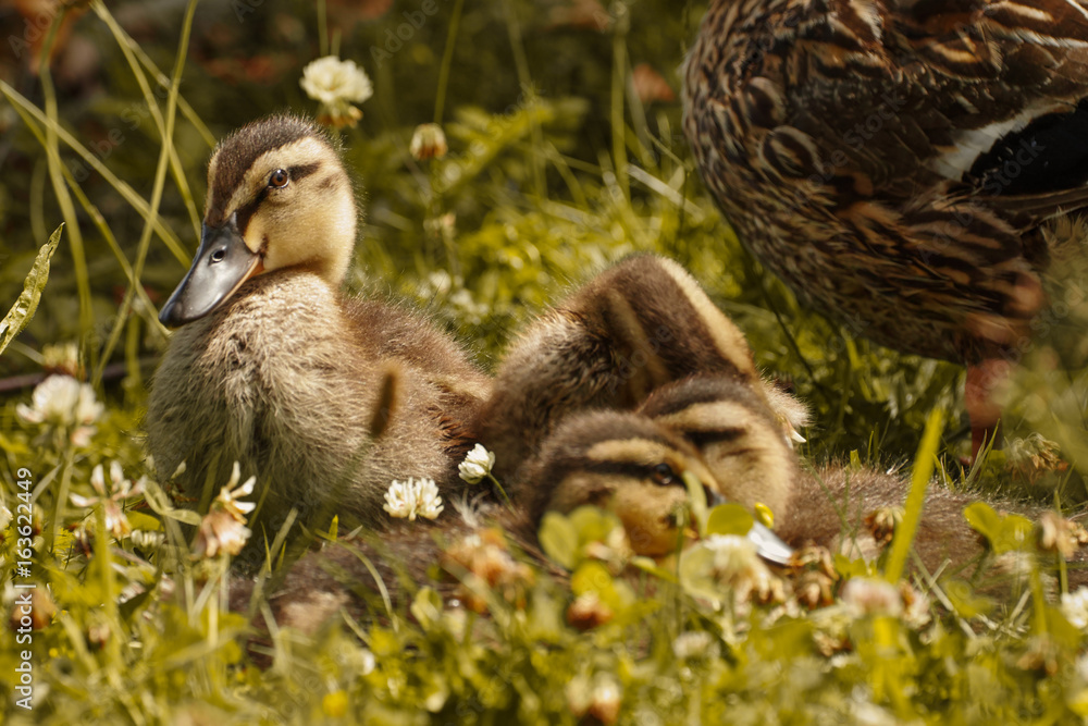 sweet little ducklings sweet little ducklings