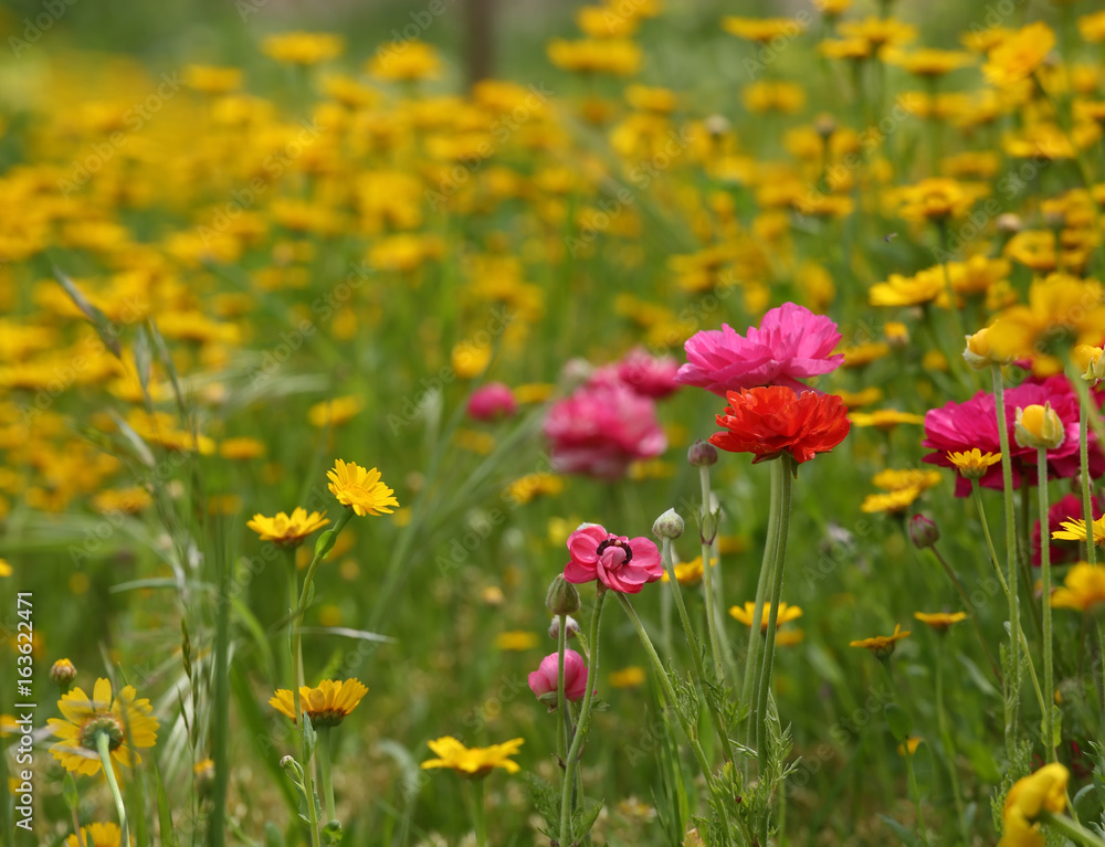 Background of wild flowers growing in Israel
