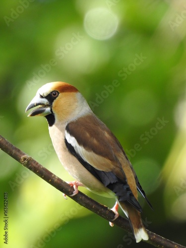 Hawfinch siting on a branch