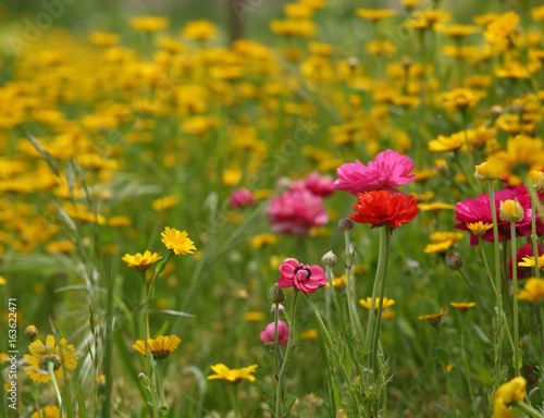 Background of wild flowers growing in Israel
 photo