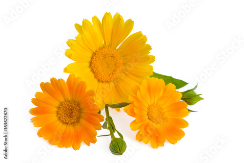 Three calendula flowers with leaves and buds isolated on white