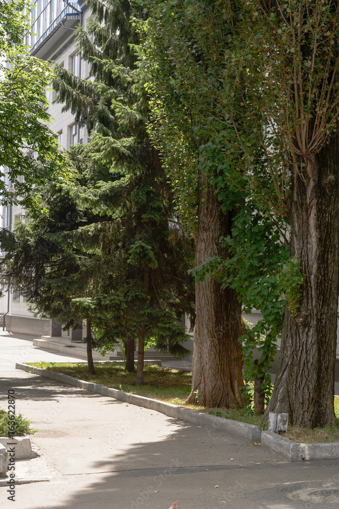 Natural parks and sky with cloud in the morning.