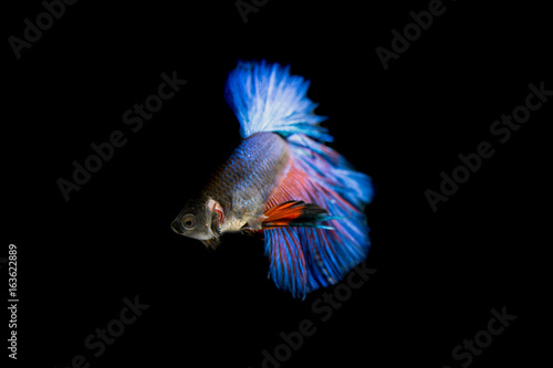 Blue and Red Fighting Fish (Betta) in black background.