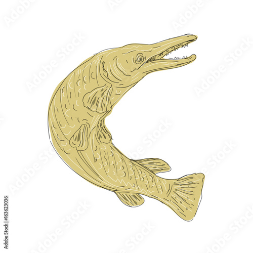 Alligator Gar Fish Swimming Up Drawing
