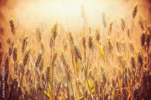Beautiful Golden ears of wheat on Cereal field in sunset light background, close up. Agriculture farm and farming concept