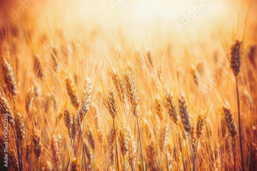 Golden Cereal field with ears of wheat  with sunbeams