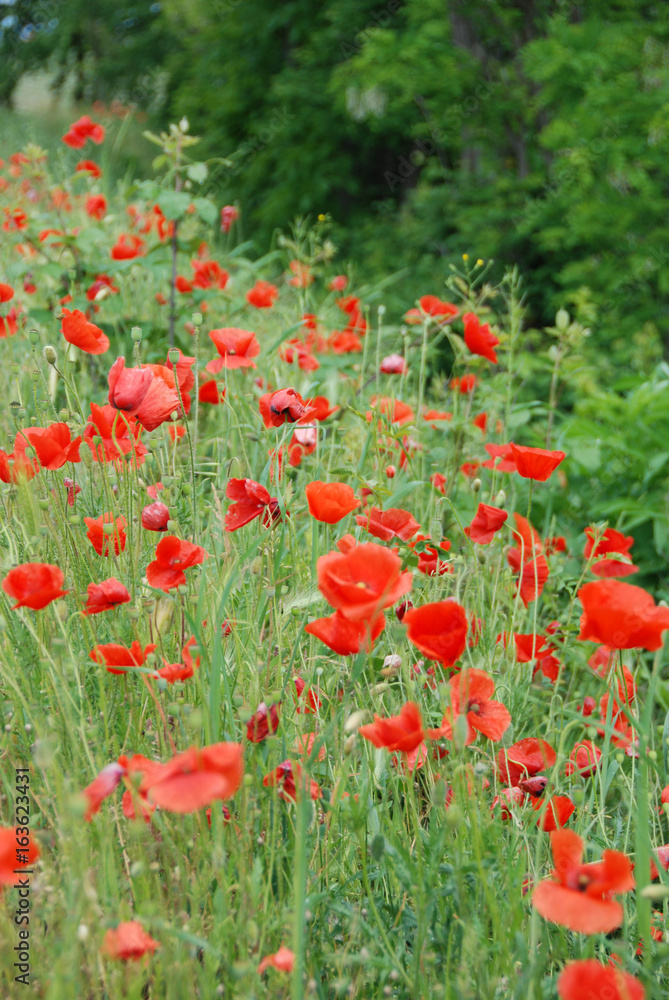 Fototapeta premium A field with poppies