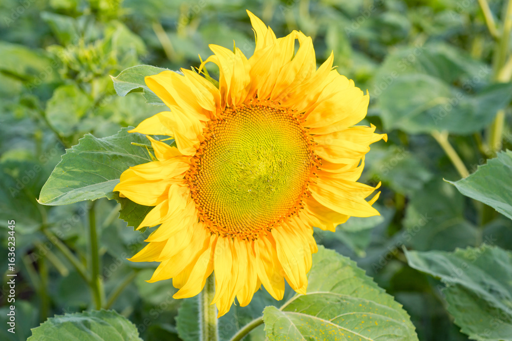 A big yellow sunflower isolated on field background A big yellow sunflower isolated on field background