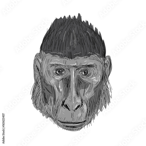 Crested Black Macaque Head Drawing