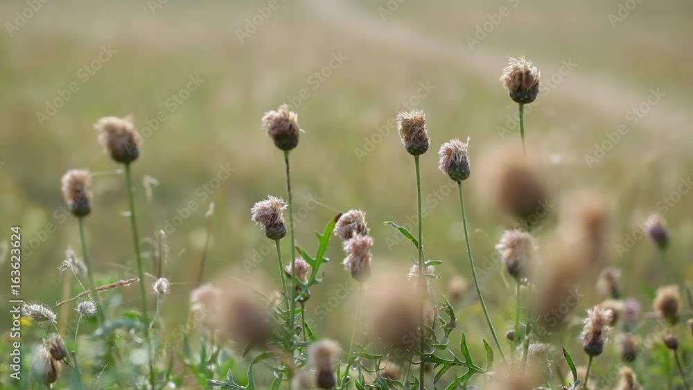 Dry grassy landscape of Olkhon Island. Lake Baikal Dry grassy landscape of Olkhon Island. Lake Baikal
