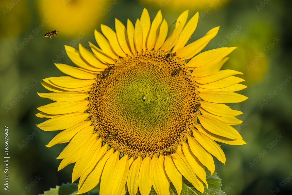 Fototapeta premium sunflower field on summer time 