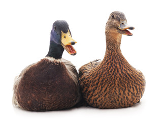 Two wild ducks.