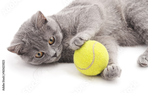 Gray cat with ball. © voren1