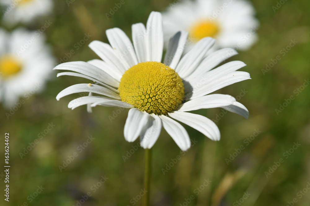Fototapeta premium Up Close Look at Wild Flowers and Daisies