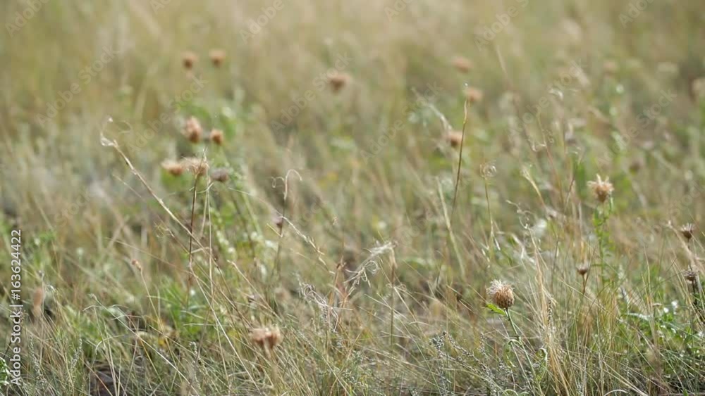 Dry grassy landscape of Olkhon Island. Lake Baikal Dry grassy landscape of Olkhon Island. Lake Baikal