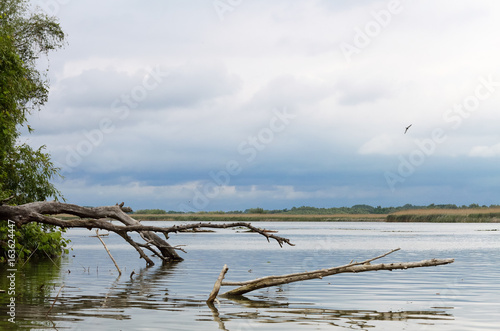 Lake with a fallen tree snag driftwood on a cloudy spring day © watcherfox