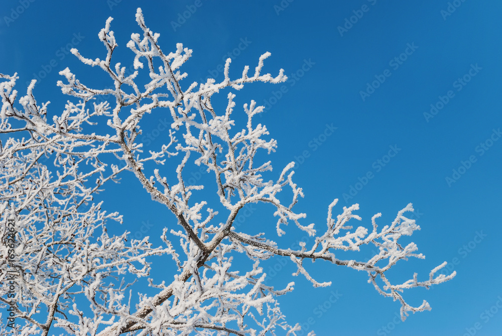 White hoarfrost against a blue sky White hoarfrost against a blue sky