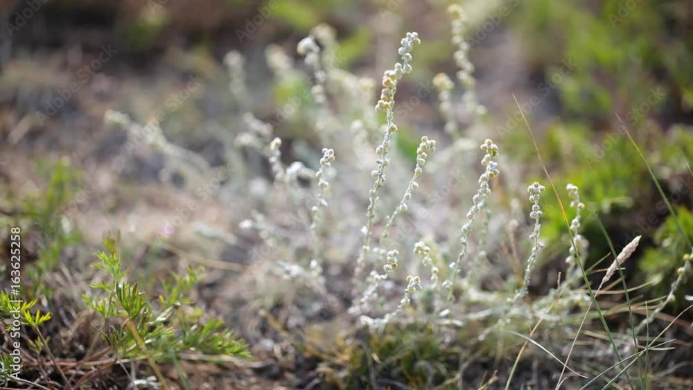 Dry grassy landscape of Olkhon Island. Lake Baikal Dry grassy landscape of Olkhon Island. Lake Baikal