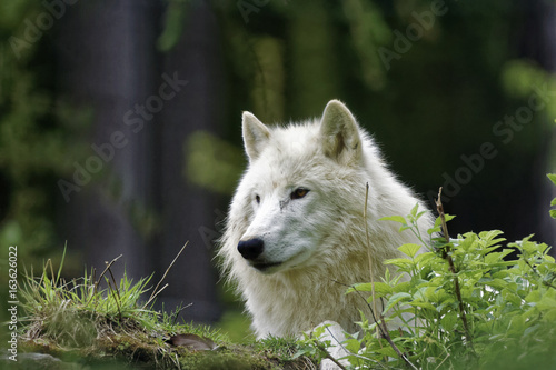 Arctiv Wolf