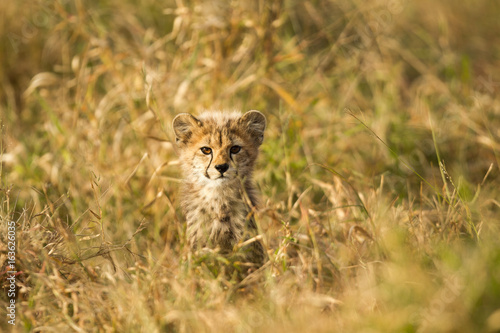 Cheetah cub