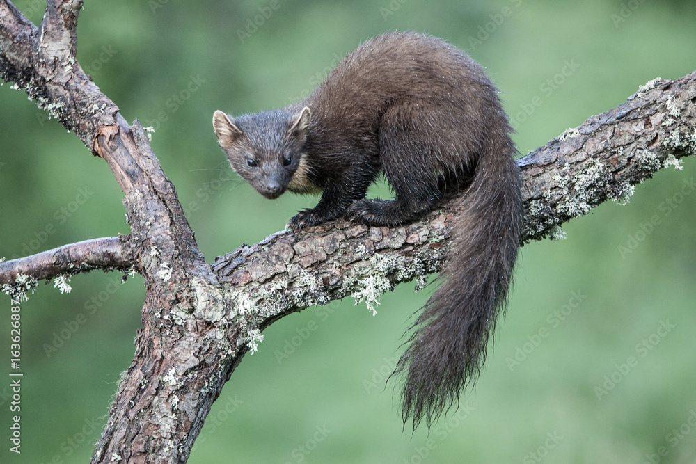 Obraz premium Pine marten (Martes martes),