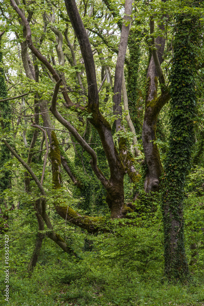 Naklejka premium Green forest