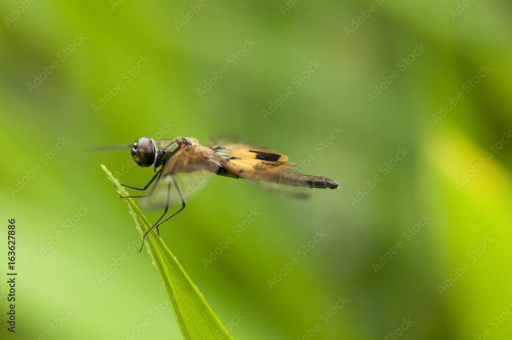 Yellow-barred Flutterer Dragonfly Rhyothemis phyllis phyllis Male FAST FROM USA 