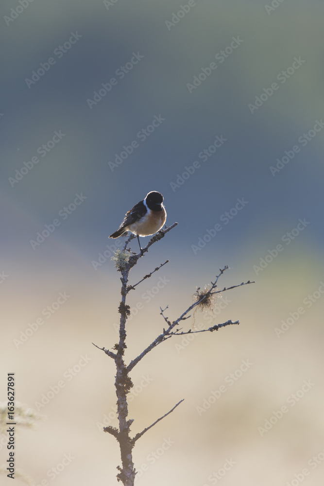 ノビタキ雄(common stonechat) ノビタキ雄(common stonechat)
