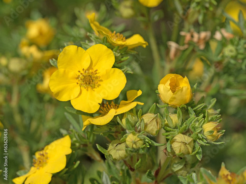 Fingerstrauch  Potentilla fruticosa  Strauch-Fingerkraut