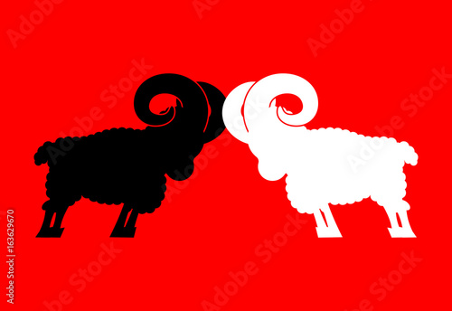 Sheep to butt. Confrontation beast. Competition of male ram. Battle farm animals